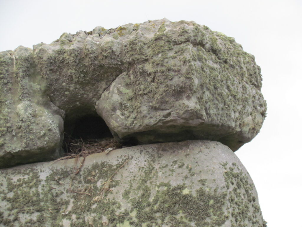 Stonehenge lintel 151 from Trilithon One showing crows' nest sticks and debris.